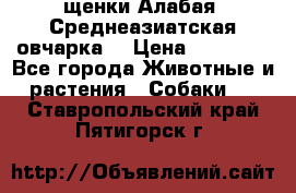 щенки Алабая (Среднеазиатская овчарка) › Цена ­ 15 000 - Все города Животные и растения » Собаки   . Ставропольский край,Пятигорск г.